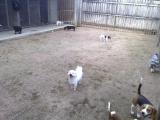 Small dogs yard