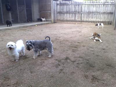 Small dogs yard