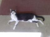 Millsy - the garage cat!