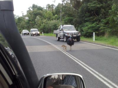 Cassowaries crossing road.