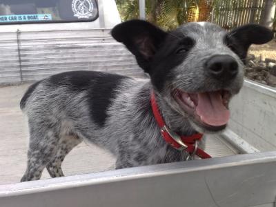 Young (Happy) Boris!