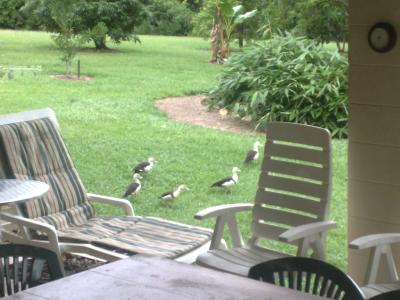 Ducks Gatecrash  BBQ.