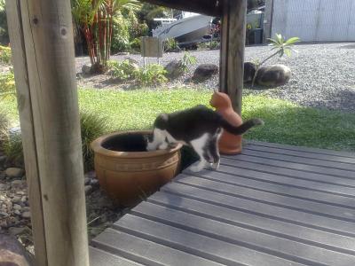 The local watering hole