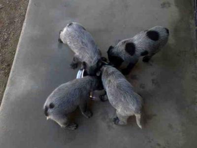 Panda and Boris' Kids!